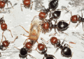 get rid of ants in garden