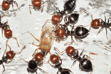 get rid of ants in garden