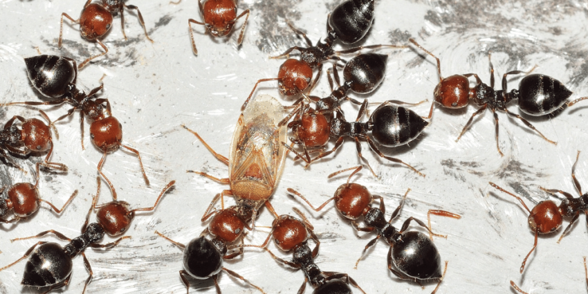 get rid of ants in garden